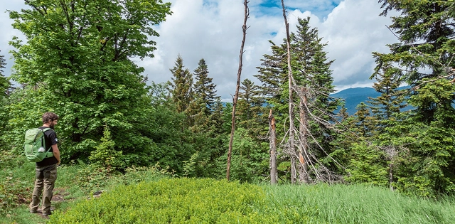 Wander auf Waldlichtung mit Blick auf Nadelwald.