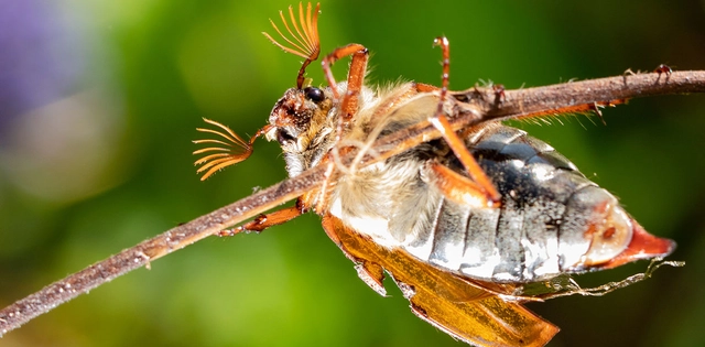 Fauna_Maikaefer_Hero_C-Shutterstock_MartinJGruber Nahaufnahme von Maikäfer im Grünen.