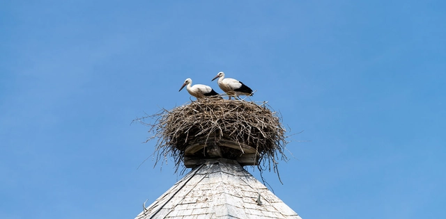 Storchennest auf Kamin.