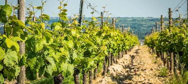 Nahaufnahme von Weinplantage