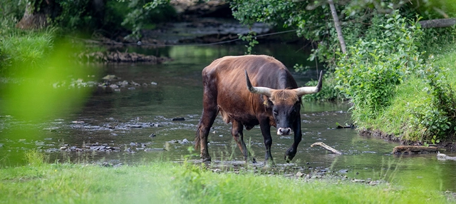 Heckrind an einem Gewässer im Eiszeitlichen Wildgehege.