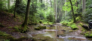 Aufnahme eines Gewässers zwischen Bäumen im Schwäbisch-Fränkischen Wald.