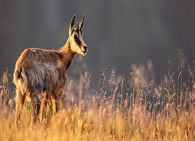 Aufnahme von Wild auf Wiese während des Sonnenuntergangs.