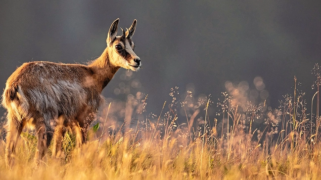 Aufmacher_Prodtukttest_Ferngläser Aufnahme von Wild auf Wiese während des Sonnenuntergangs.