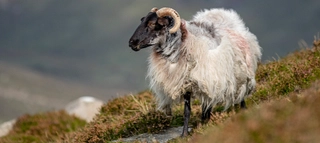 Schaf auf Nordirland