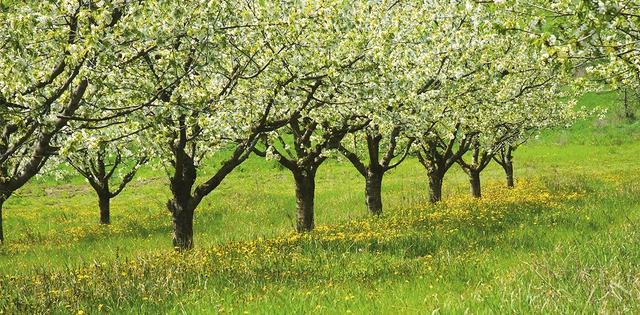 Blühende Bäume in Niedersachsen.