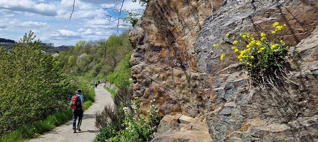 Wanderweg neben grünen Bäumen im Ahrtal.