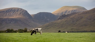 Kühe auf Wiese in Nordirland