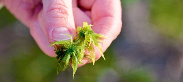 Kleine Pflanze in menschlicher Hand.