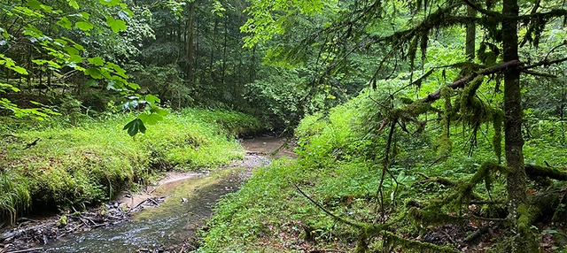 Gewässer umgeben von Bäumen im Schwäbisch-Fränkischen Wald.