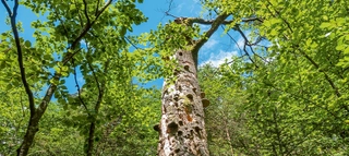Aufnahme von alten Baum übersäht mit Pilzen inmitten eines grünes Waldes.