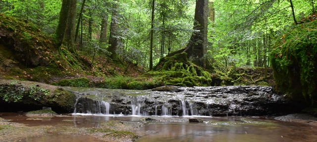 Gewässer vor Bäumen im Schwäbisch-Fränkischen Wald.