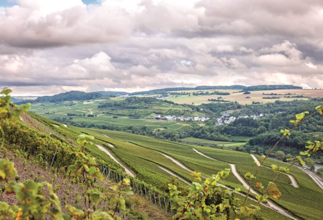 4.png Ausblick in ein Tal mit vielen Hängen auf denen Wein angebaut wird