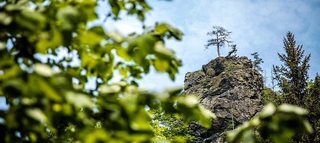 Blick auf felsige Gipfelspitze zwischen grünen Zweigen.