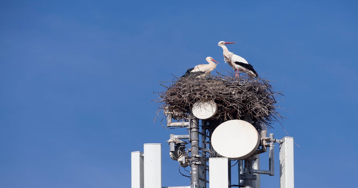 Weather, supply and birds cited in rip-and-replace extension requests