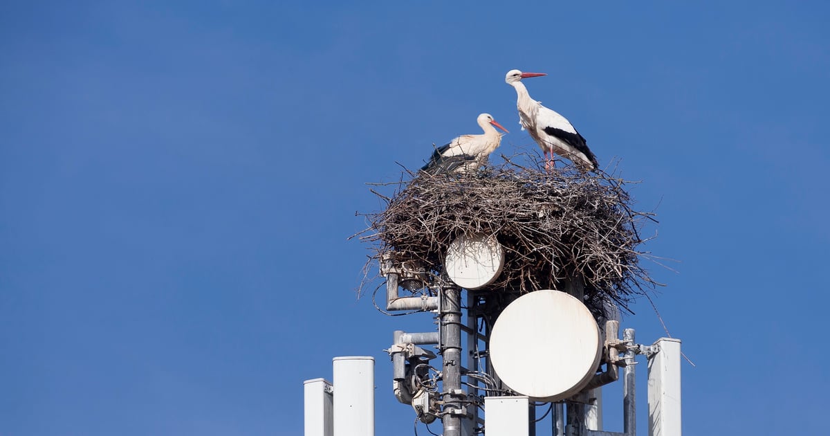 Weather, supply and birds cited in rip-and-replace extension requests