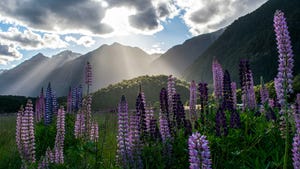 Lupines in a field, with mountains in the background, in Milford Sound, New Zealand.