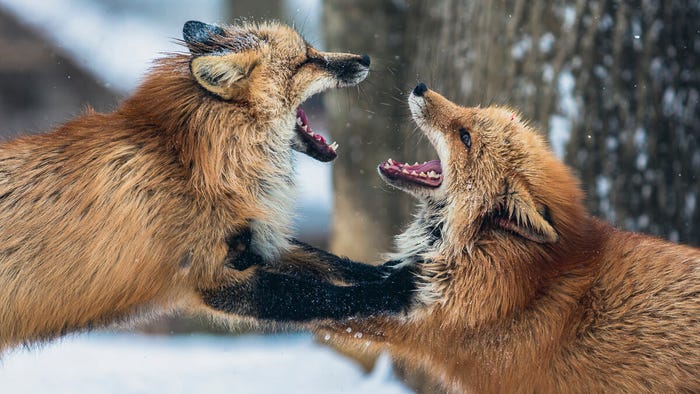 Fox fight: Foxconn is squaring up to rival Luxshare - often called 'little Foxconn' - over Apple's supply chain. (Source: cloudvisual on Unsplash)