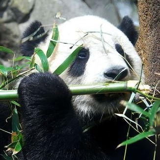 Australia spots a Chinese Panda in Ericsson