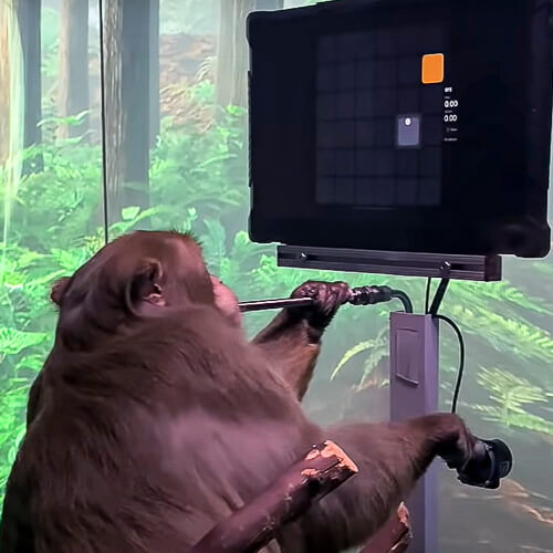 Neuralink plays mind games with a monkey