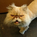 AT&T Likens DoJ Suit to Shaved Persian Cat