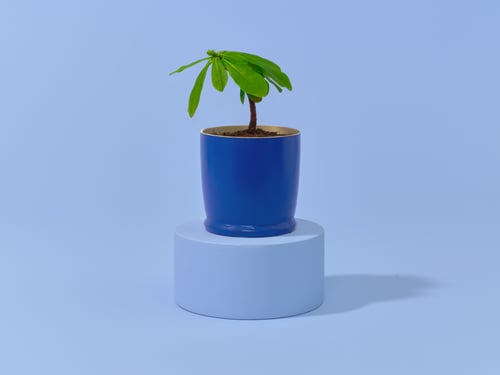 Een potje met een plant eirn