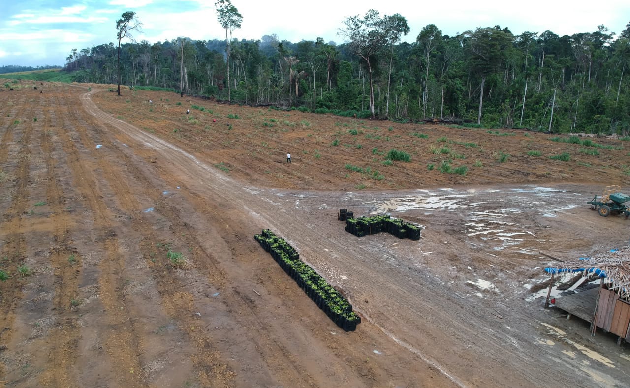 Reforestaction brésil