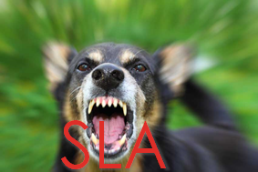 What's in Your SLA?