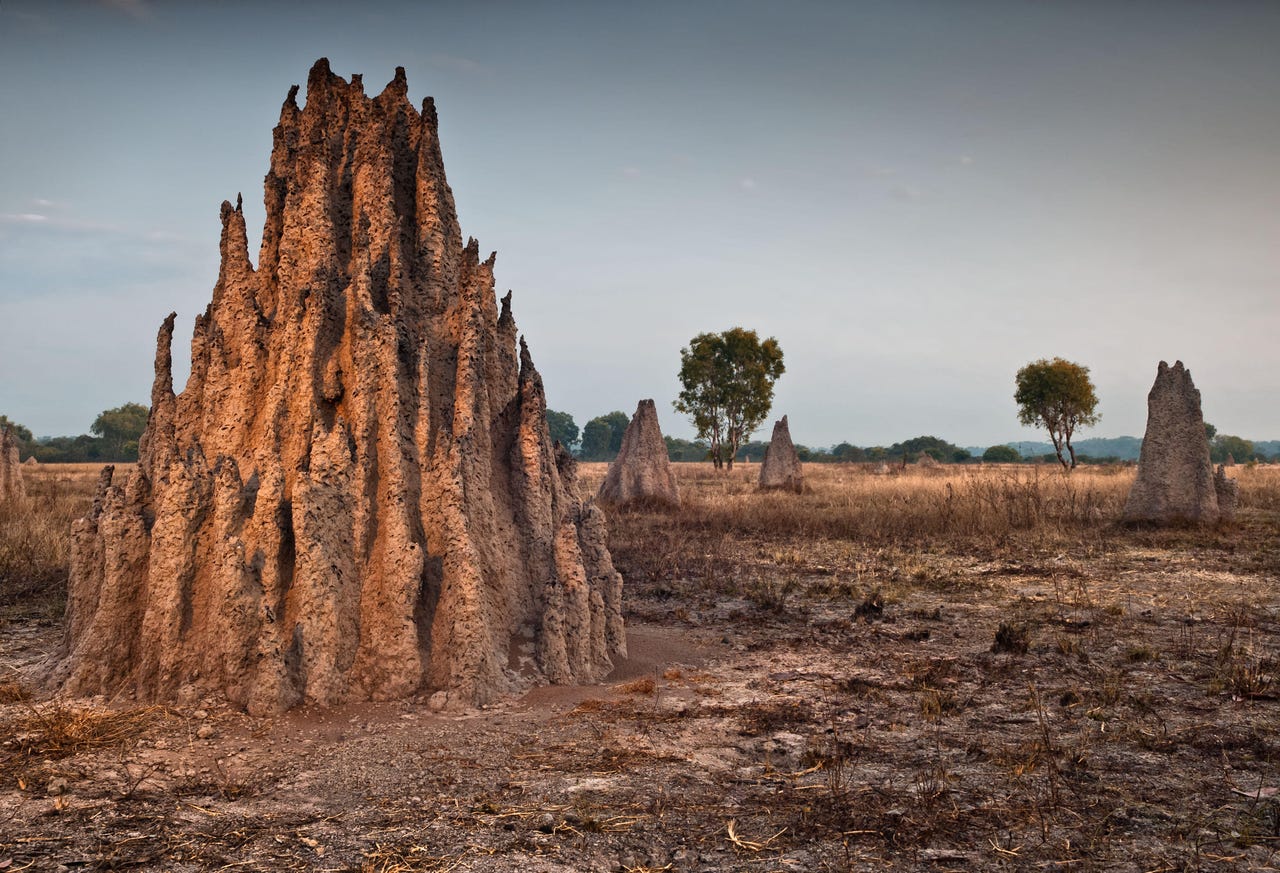 Cathedral termite mounds (Nasutitermes triodae) Cathedral termite mounds (Nasutitermes triodae)