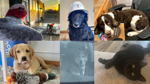 Meet the pets of the construction industry 2024 features