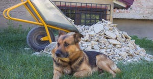 A wheelbarrow with a bunch of stones sits a dog a German shepherd