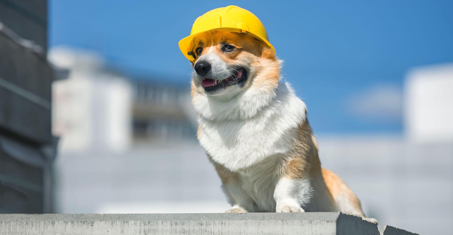 cute corgi construction dog in yellow hard hat sits on the repair site against the background of buildings and blue sky