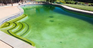 Dirty back yard home swimming pool with green algae filled stagnant water before cleaning