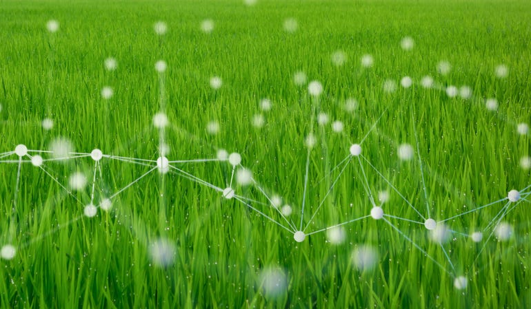 Green grass overlaid with white dots connected by thin lines