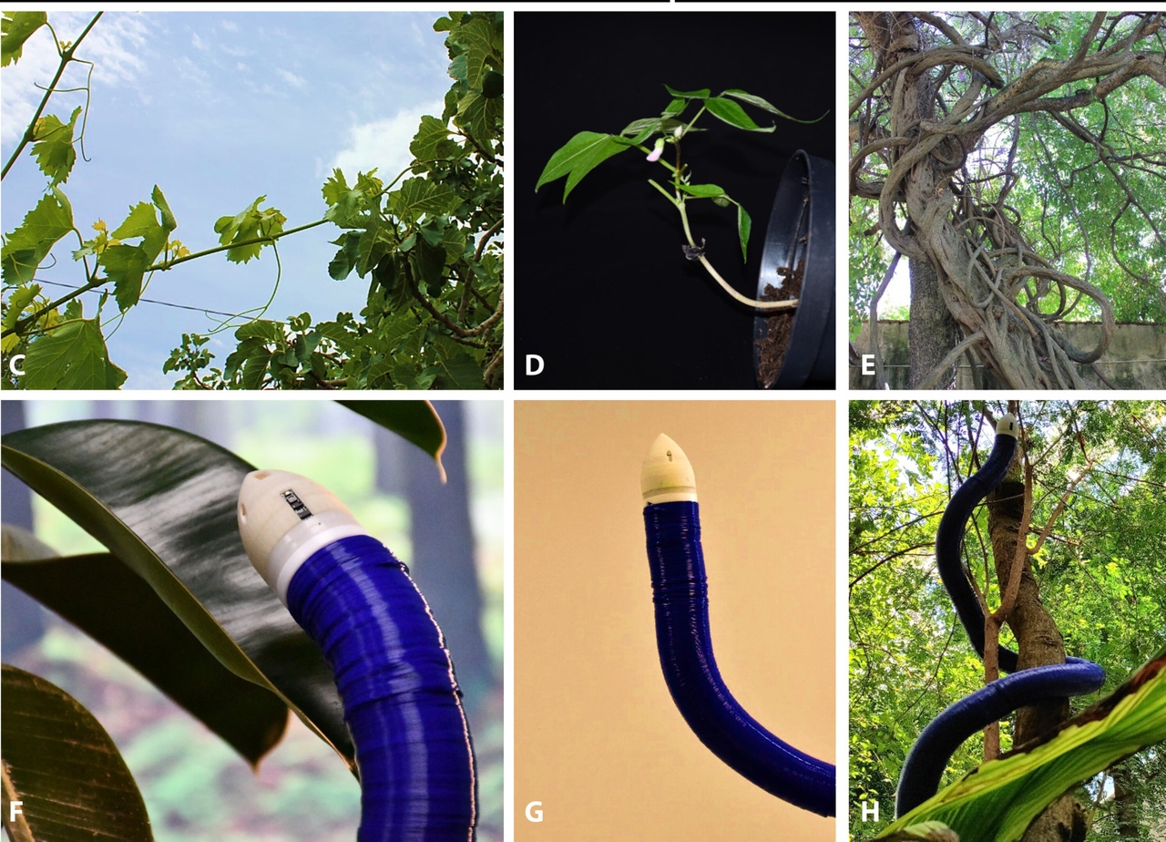 The snake-like robot acts like climbing plants, wrapping around supports such as trees or poles The snake-like robot acts like climbing plants, wrapping around supports such as trees or poles