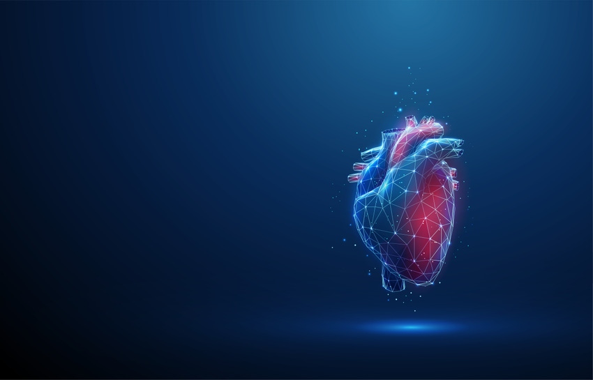 Digital rendering of a human heart
