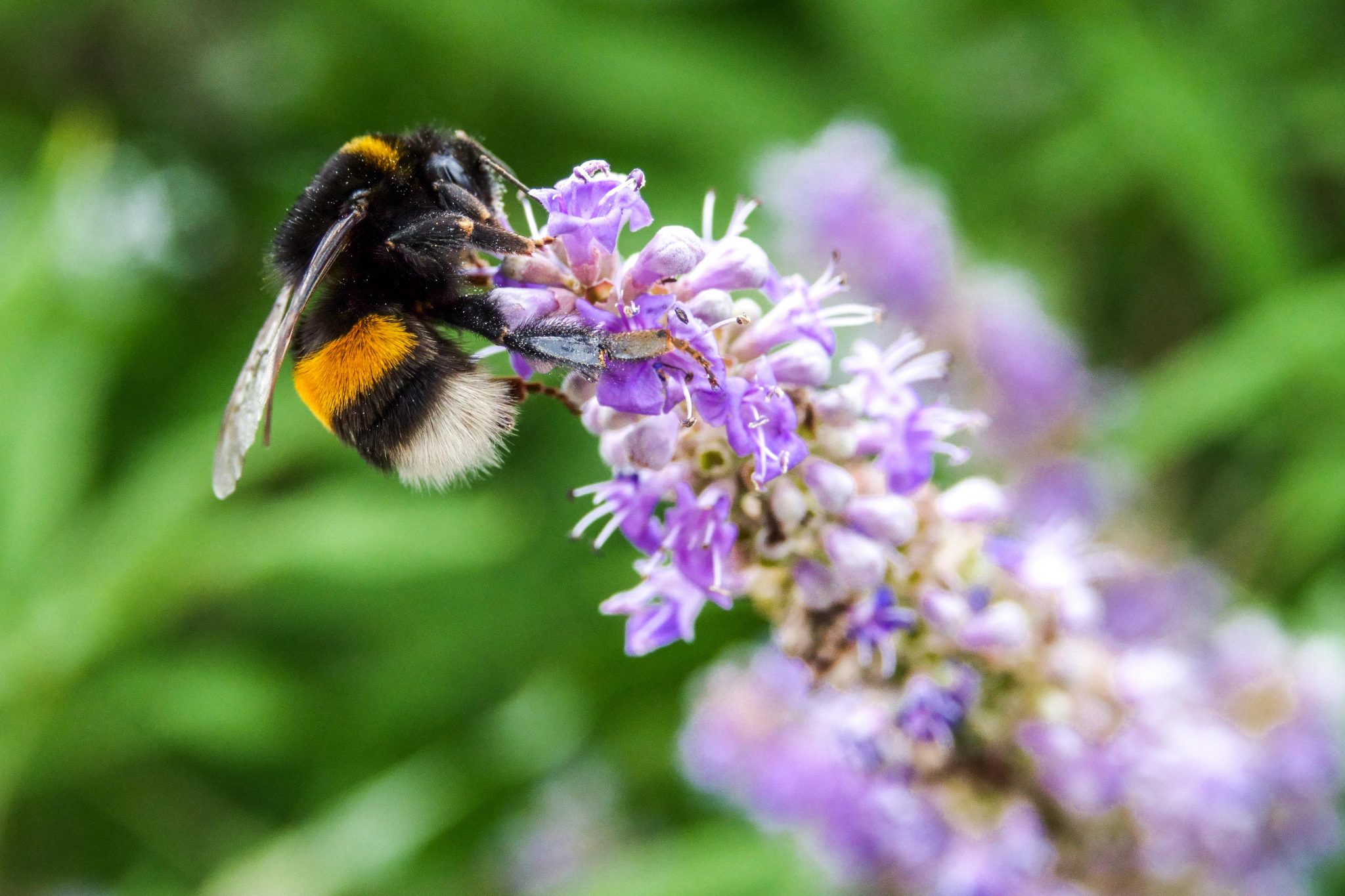 New Robotic Language Inspired by Bees’ ‘Waggle Dance’ | IoT World Today