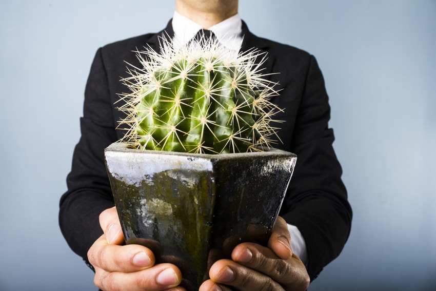 Embracing the IoT is similar to hugging a cactus.