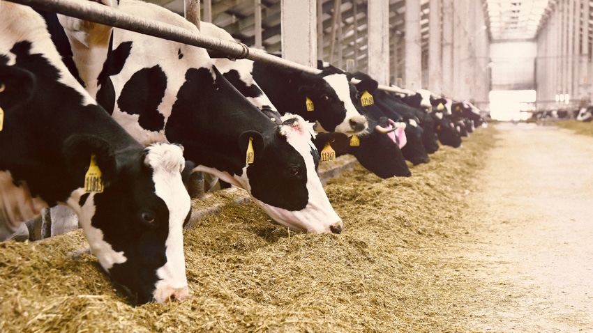 The “reusable bovine tracker” allows for consistent, remote monitoring of a herd The “reusable bovine tracker” allows for consistent, remote monitoring of a herd