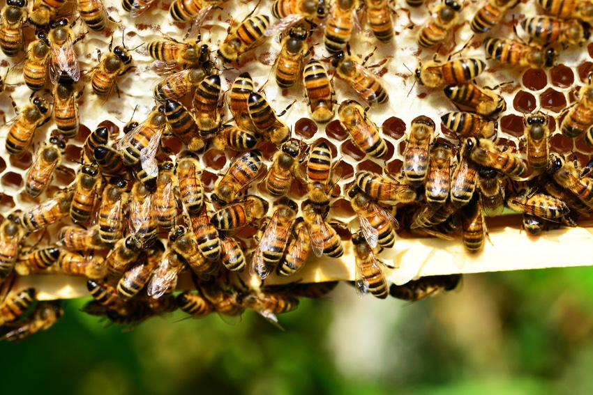 Photo of honeybees