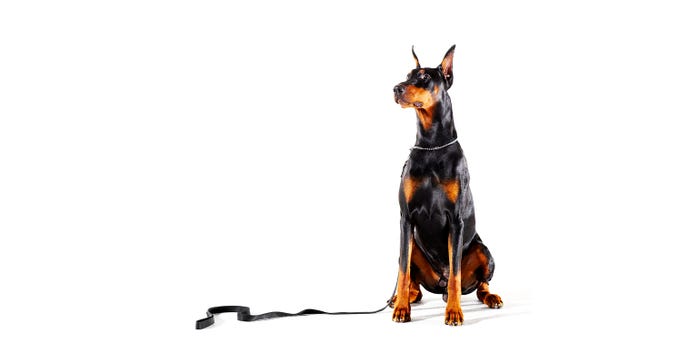 Doberman