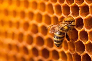 Image shows a bee in a hive