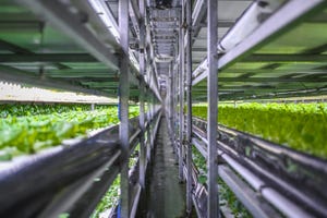 Vertical farm - crops stacked high in racks 