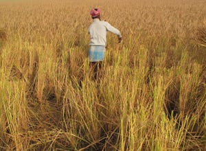 The data is being used to help rice farmers in Bangladesh save on water