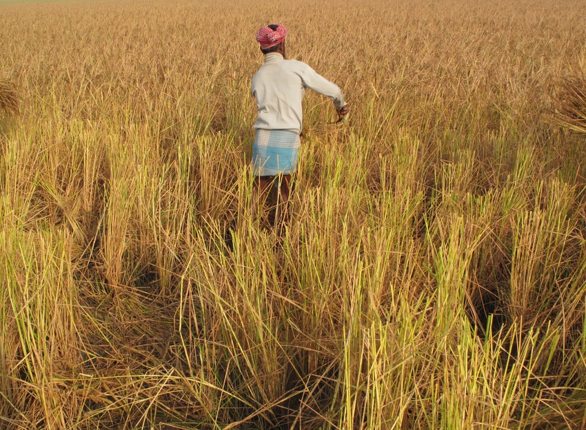 The data is being used to help rice farmers in Bangladesh save on water The data is being used to help rice farmers in Bangladesh save on water