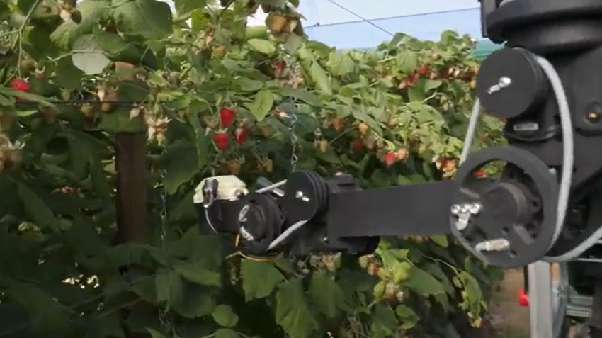 Image shows Fieldwork Robotics raspberry picking robot at work