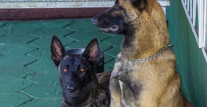 Two police dogs