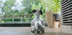 The Aibo robot dog