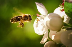 IoT in agriculture: beekeeping