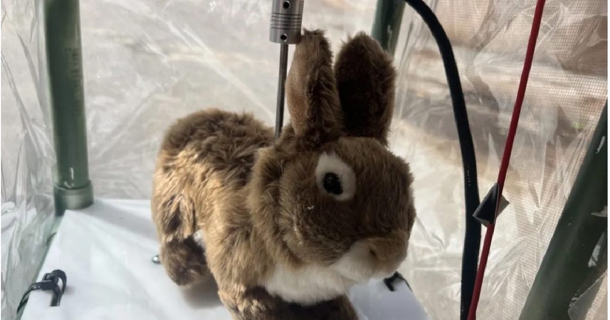 Robot Rabbits Released in Florida Everglades to Combat Invasive Pythons